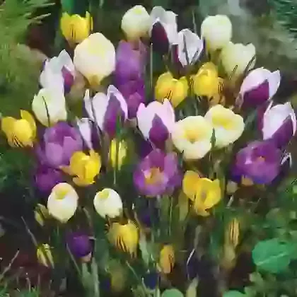 Super Mixture